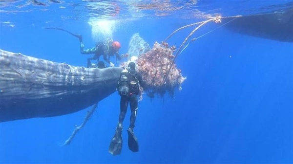 Dal capodoglio impigliato alle balle di Follonica, la colpa è della plastica o dell’uomo?