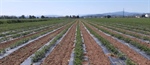 VERSO LA NECESSITA' DI UN QUADRO NORMATIVO PER L'UTILIZZO DELLE BIOPLASTICHE IN AGRICOLTURA BASATO SULL'ANALISI SCIENTIFICA E GESTIONE DEL RISCHIO