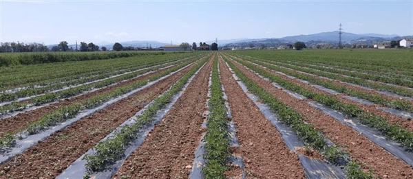 VERSO LA NECESSITA' DI UN QUADRO NORMATIVO PER L'UTILIZZO DELLE BIOPLASTICHE IN AGRICOLTURA BASATO SULL'ANALISI SCIENTIFICA E GESTIONE DEL RISCHIO